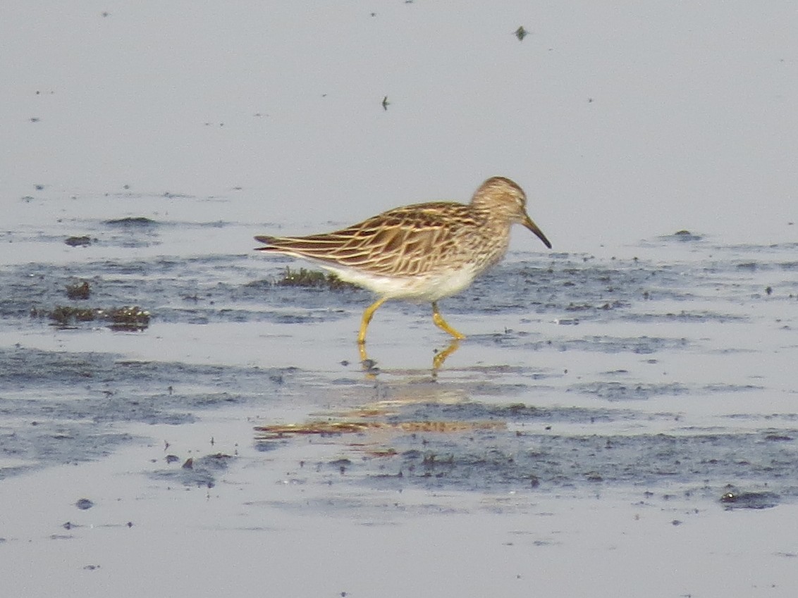 Pectoral Sandpiper - ML598037661