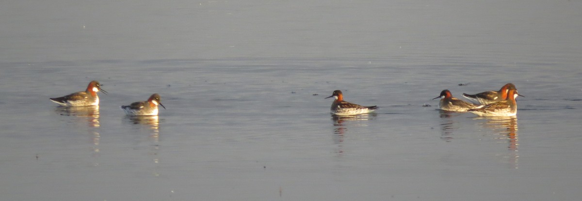 Red-necked Phalarope - ML598037701