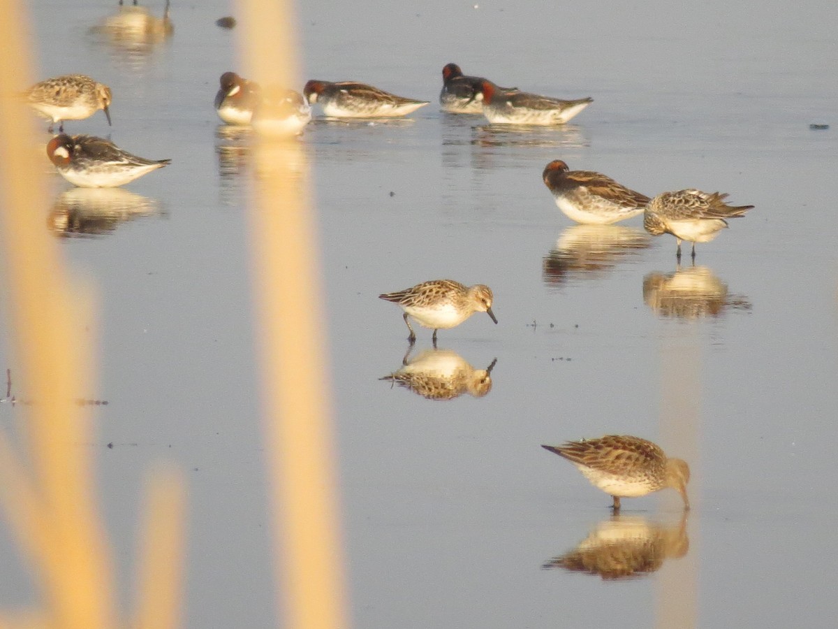 Semipalmated Sandpiper - Tessa Rhinehart