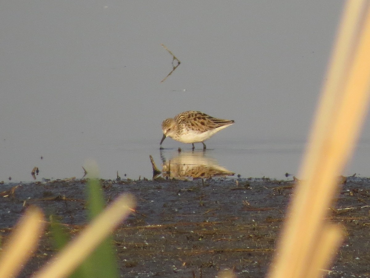 Semipalmated Sandpiper - ML598037761