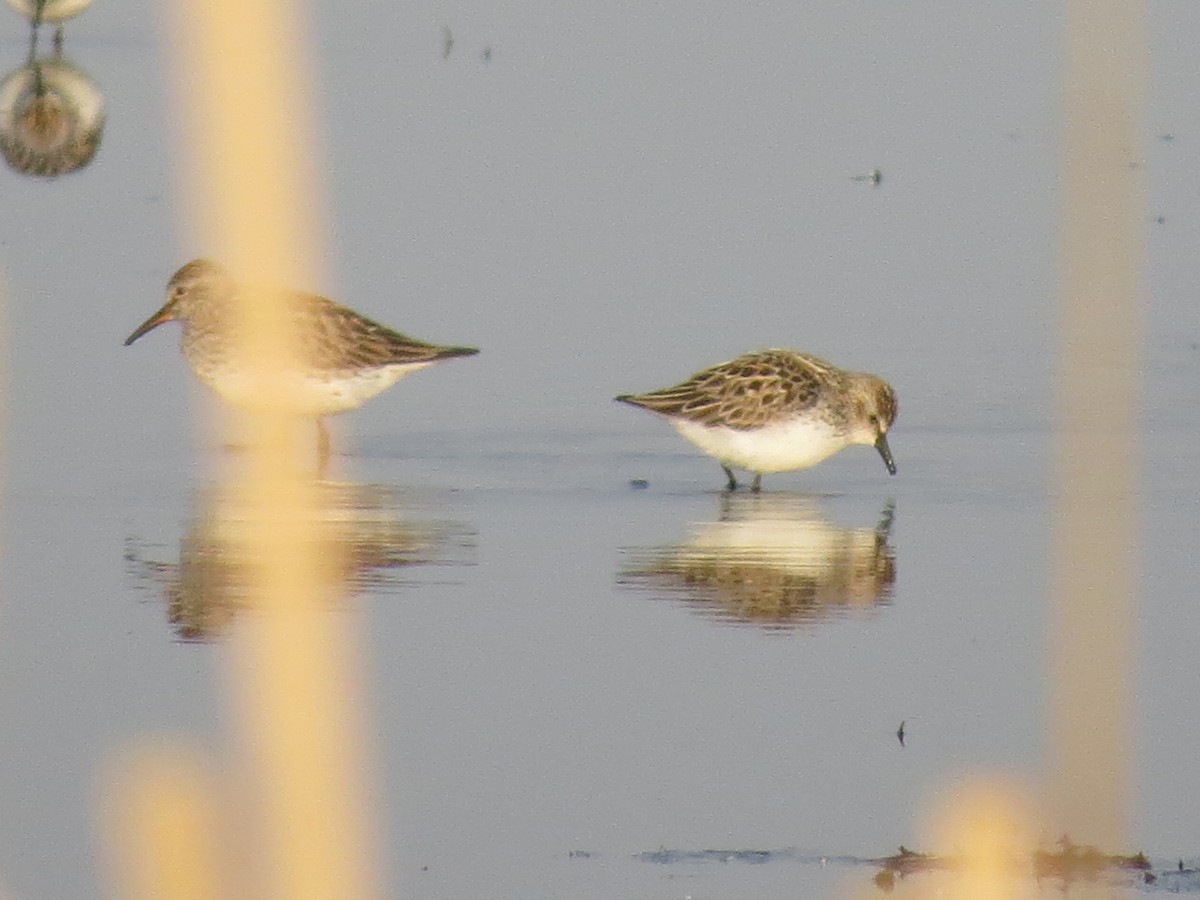 Semipalmated Sandpiper - Tessa Rhinehart