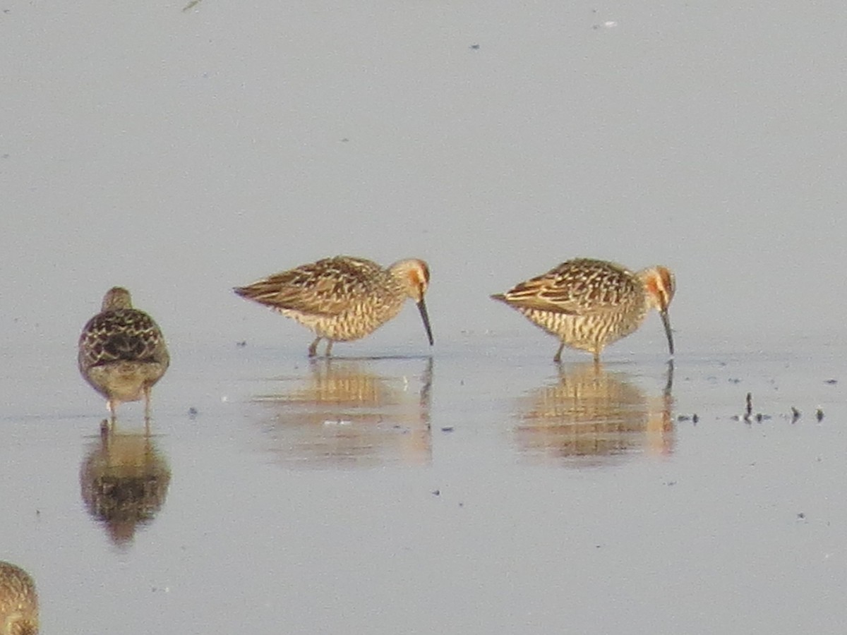 Stilt Sandpiper - Tessa Rhinehart