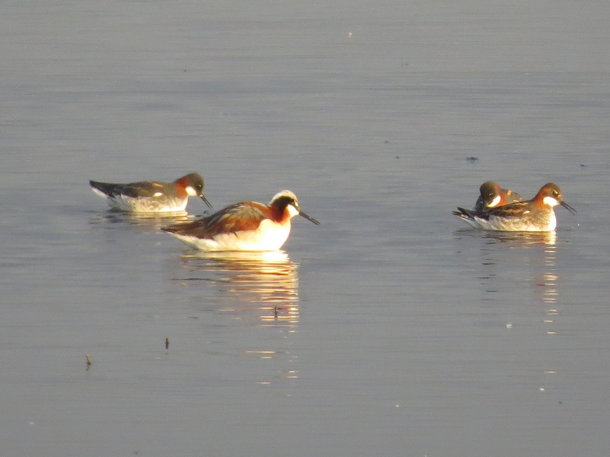 Falaropo Tricolor - ML598037911