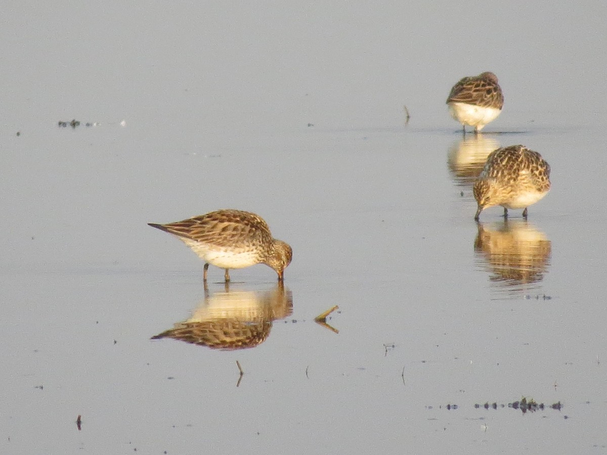 White-rumped Sandpiper - ML598037921