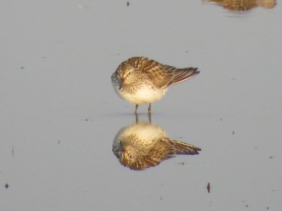 White-rumped Sandpiper - ML598037941