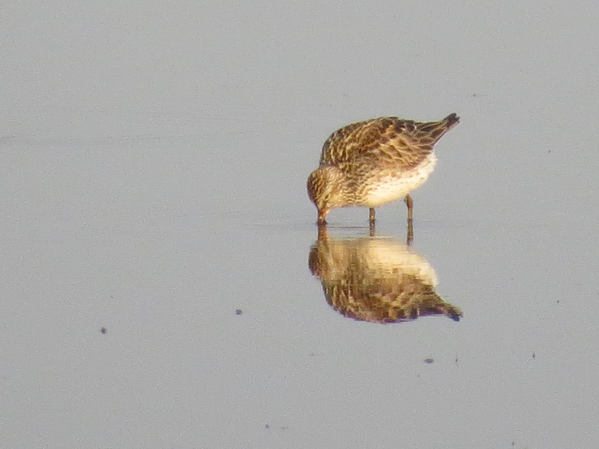 White-rumped Sandpiper - ML598037951