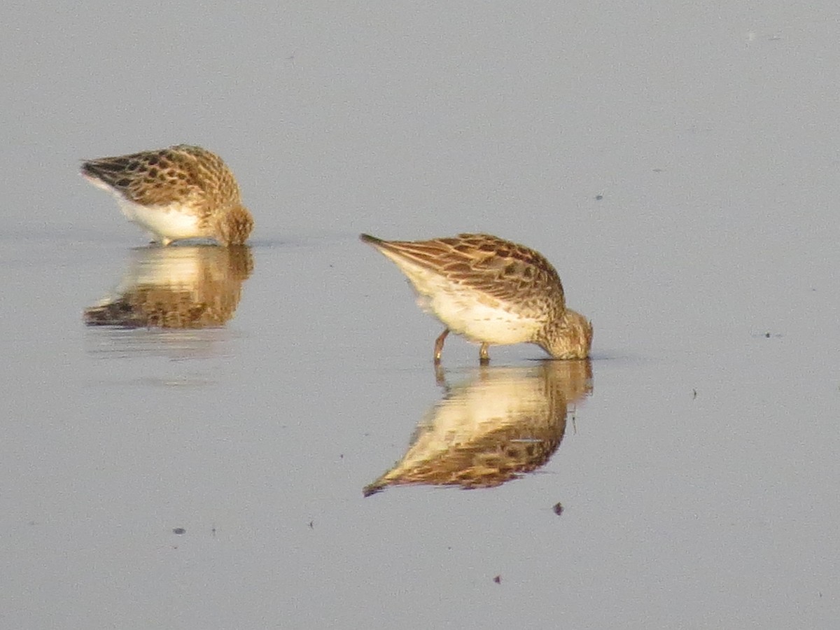 White-rumped Sandpiper - ML598037961