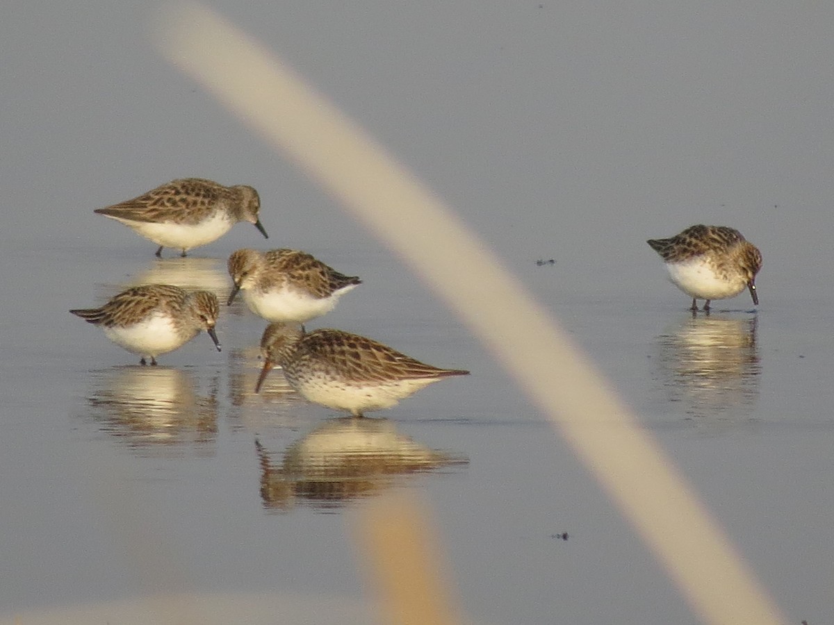 White-rumped Sandpiper - Tessa Rhinehart