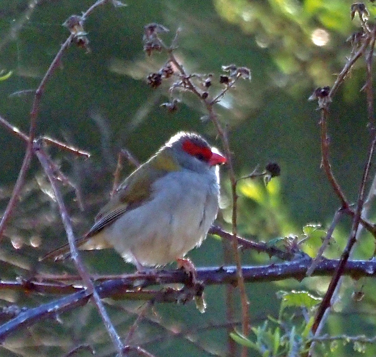 Red-browed Firetail - ML598037981