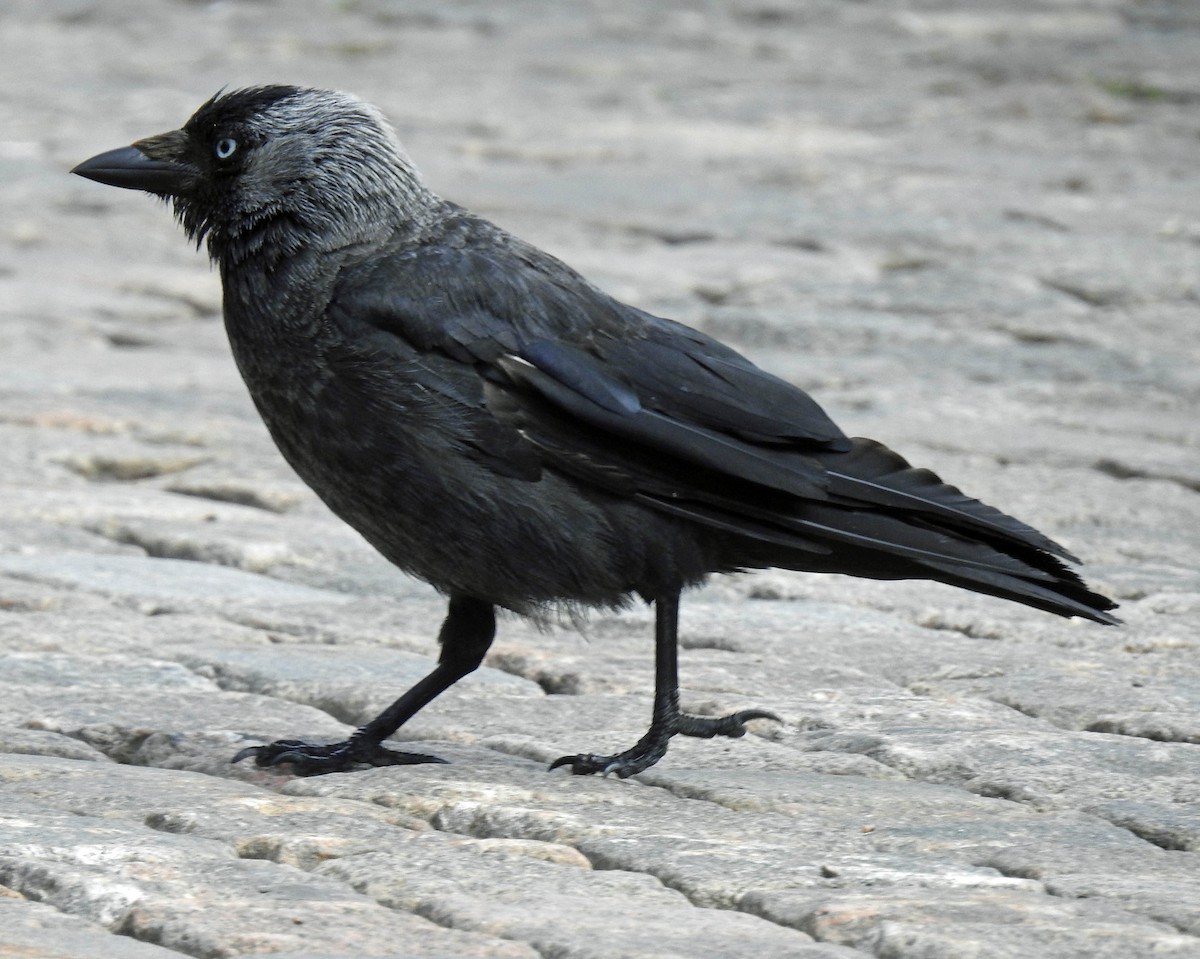 Eurasian Jackdaw - ML598038241