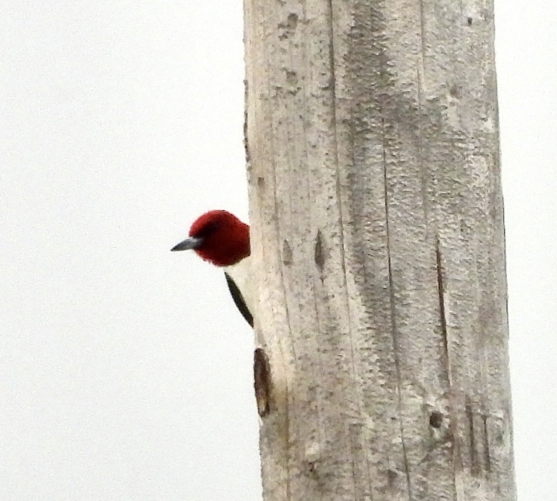 Pic à tête rouge - ML598038731