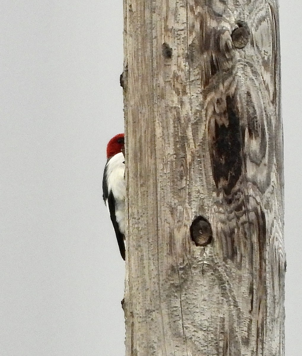 Red-headed Woodpecker - ML598038741
