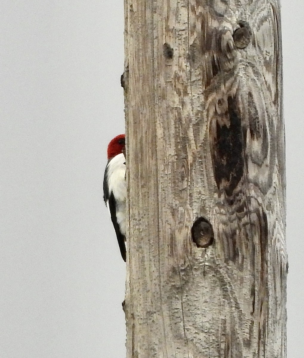 Pic à tête rouge - ML598038741