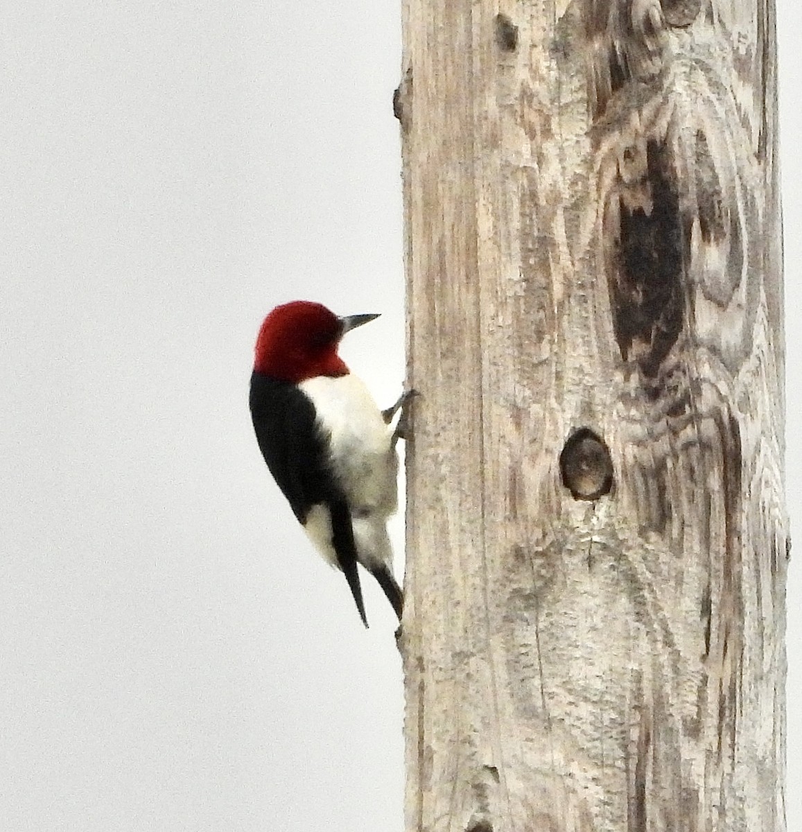Red-headed Woodpecker - ML598038751