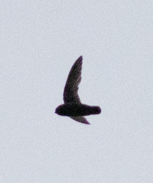 Spot-fronted Swift - Euclides "Kilo" Campos