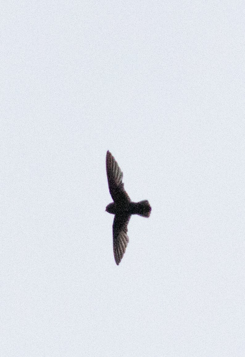 Spot-fronted Swift - Euclides "Kilo" Campos