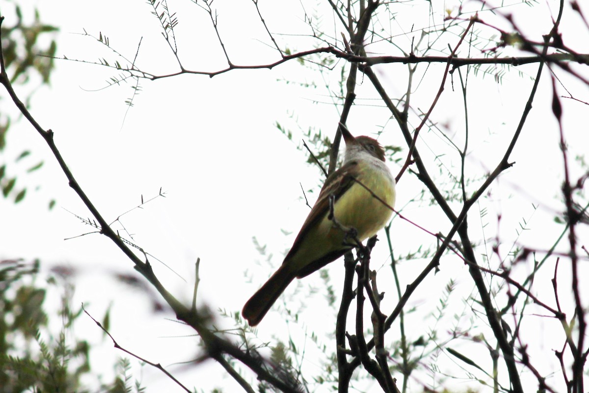 Brown-crested Flycatcher - ML598040411