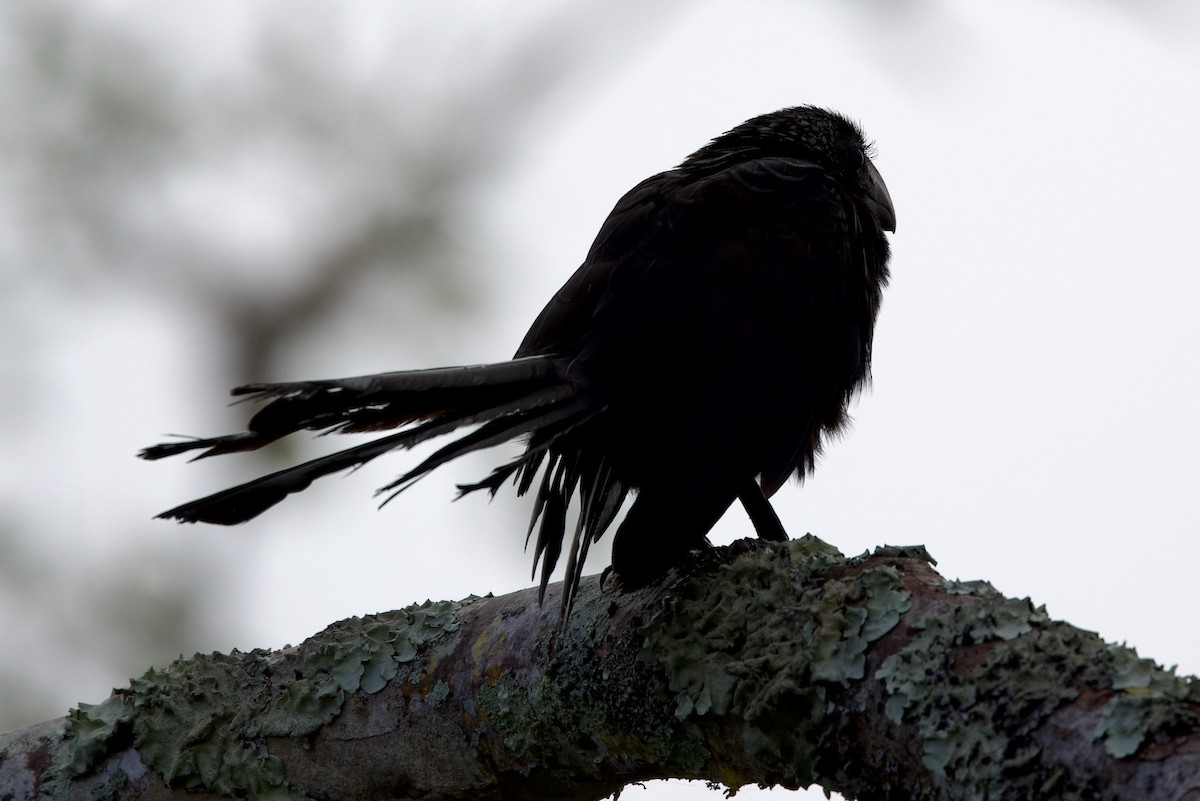 Smooth-billed Ani - ML598042211