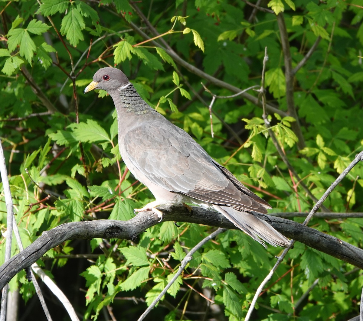 Band-tailed Pigeon - ML598042551