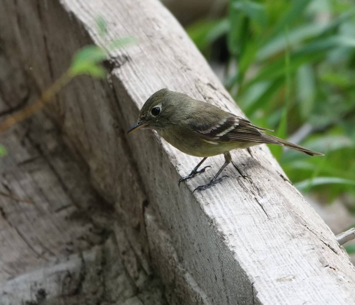 Western Flycatcher (Cordilleran) - ML598042681