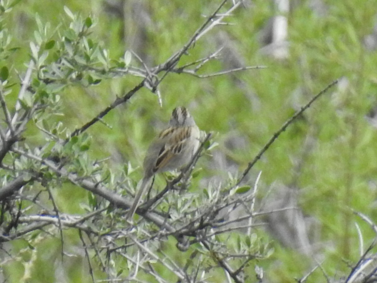 Chingolo Pálido - ML59804311