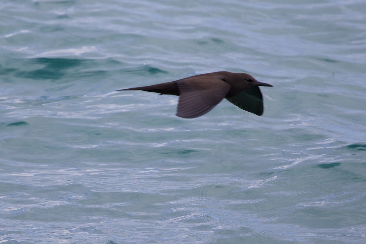 Brown Noddy - ML598043271