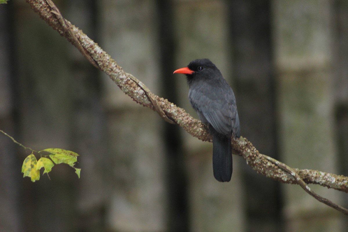 Black-fronted Nunbird - ML598043971