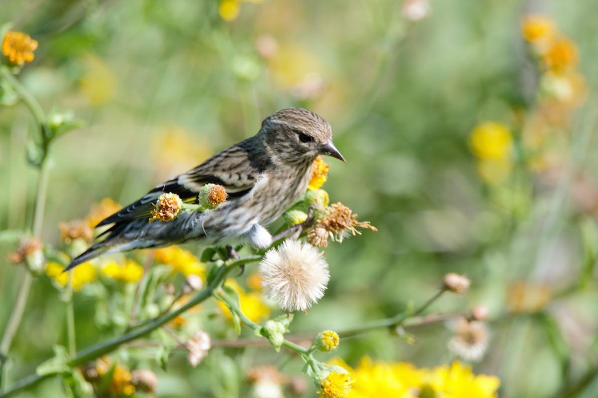 čížek severoamerický - ML59804591