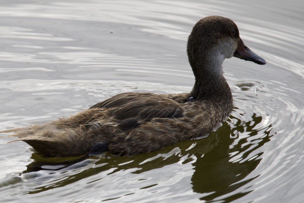 White-cheeked Pintail - ML598046341