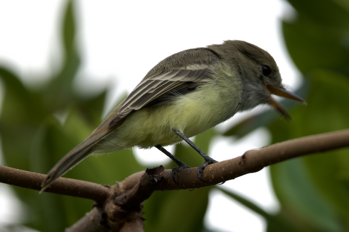 Galapagos Flycatcher - ML598046411