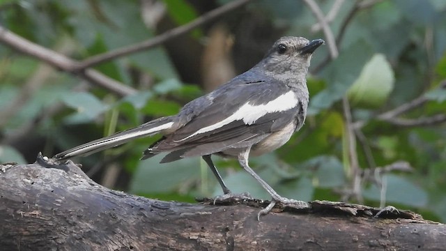 Oriental Magpie-Robin - ML598047561