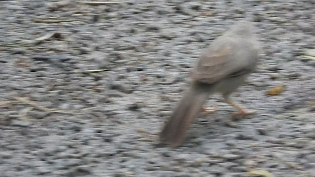 Jungle Babbler - ML598047601