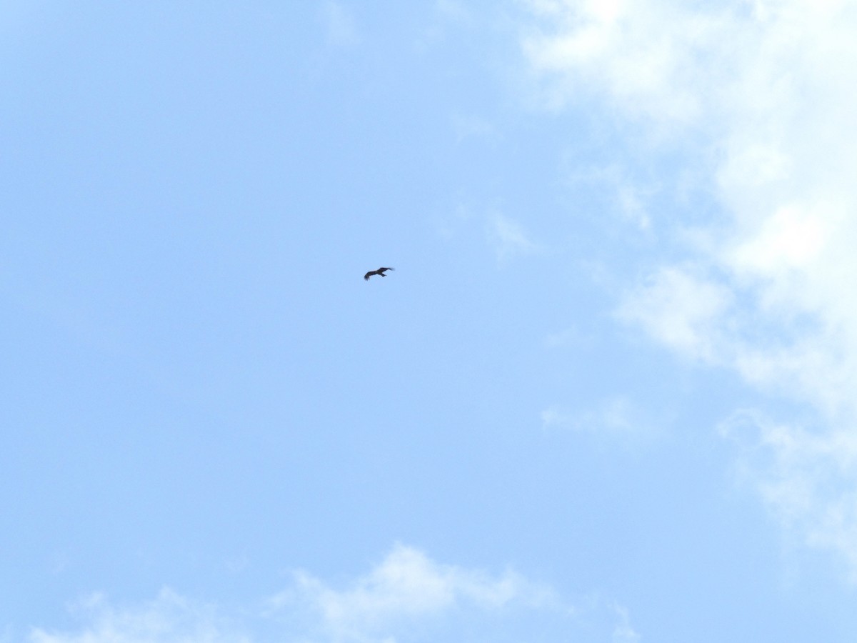 Black Kite - ML598047611