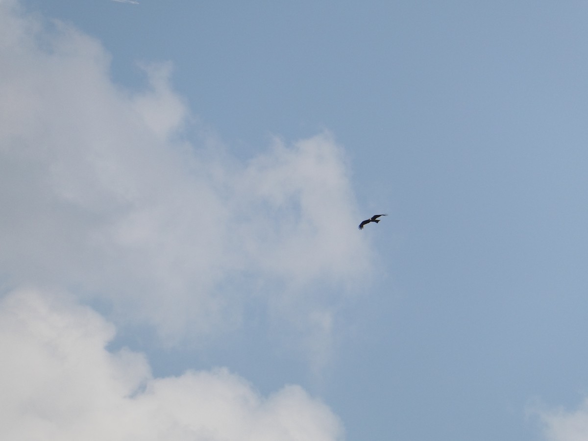 Black Kite - ML598047621