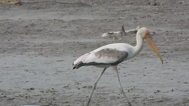 Painted Stork - ML598047731