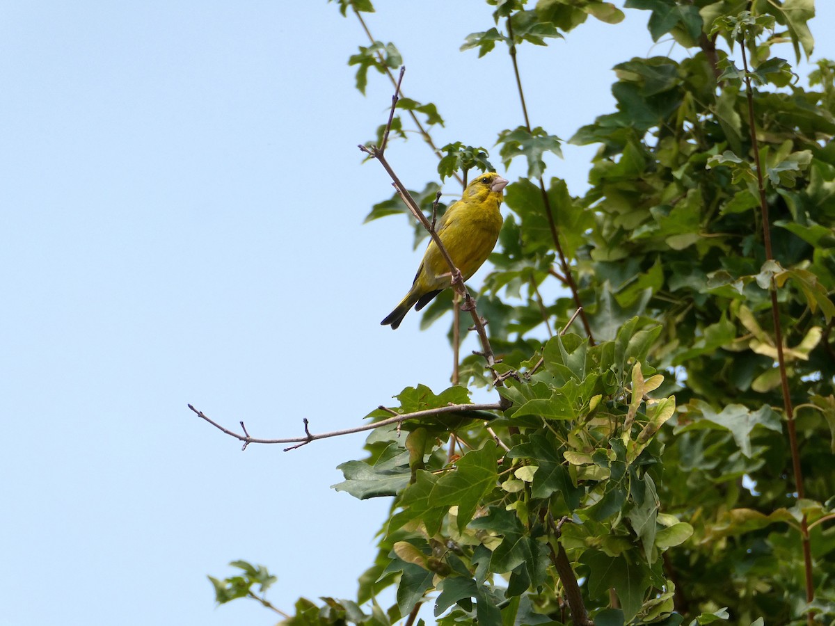 European Greenfinch - ML598047891