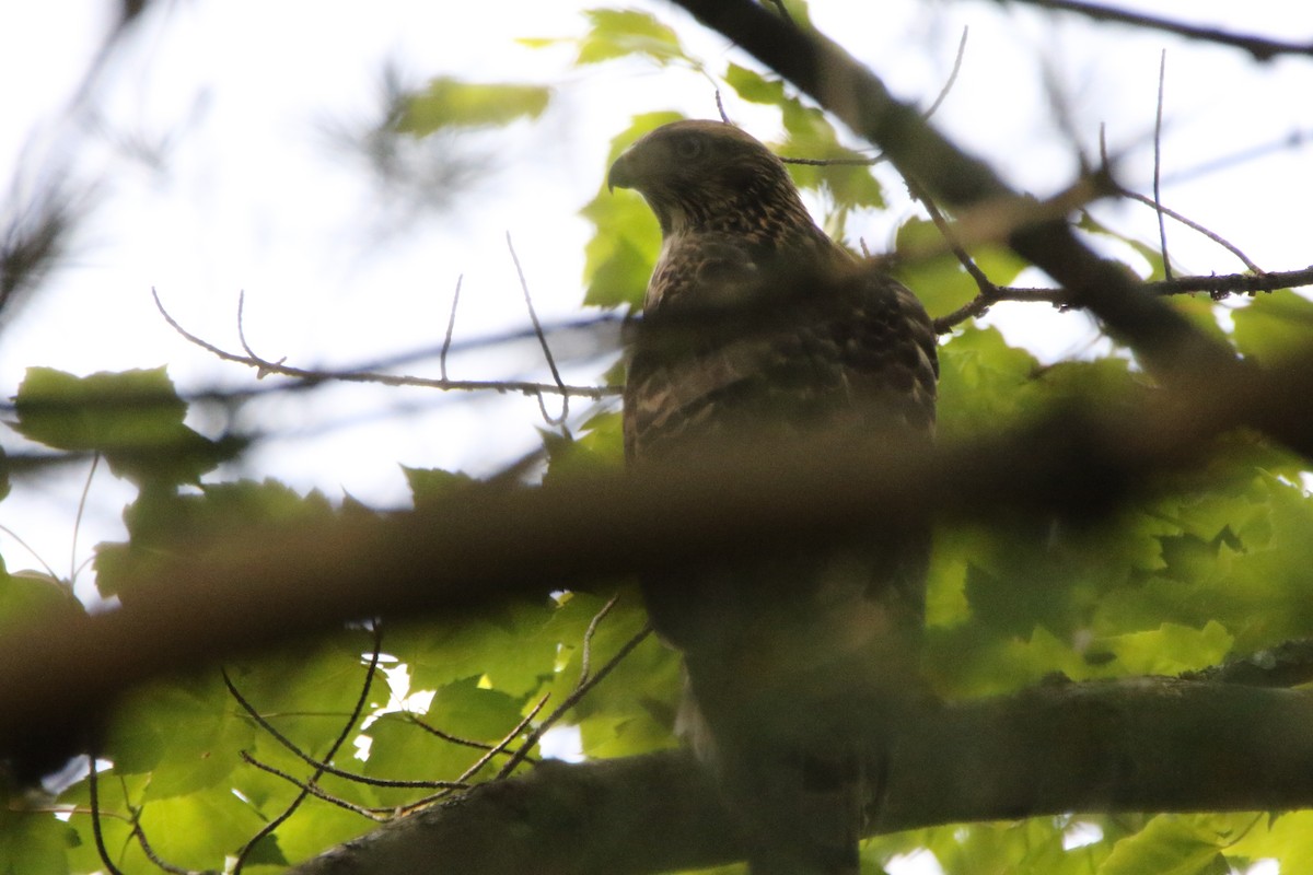 American Goshawk - Dylan Micallef