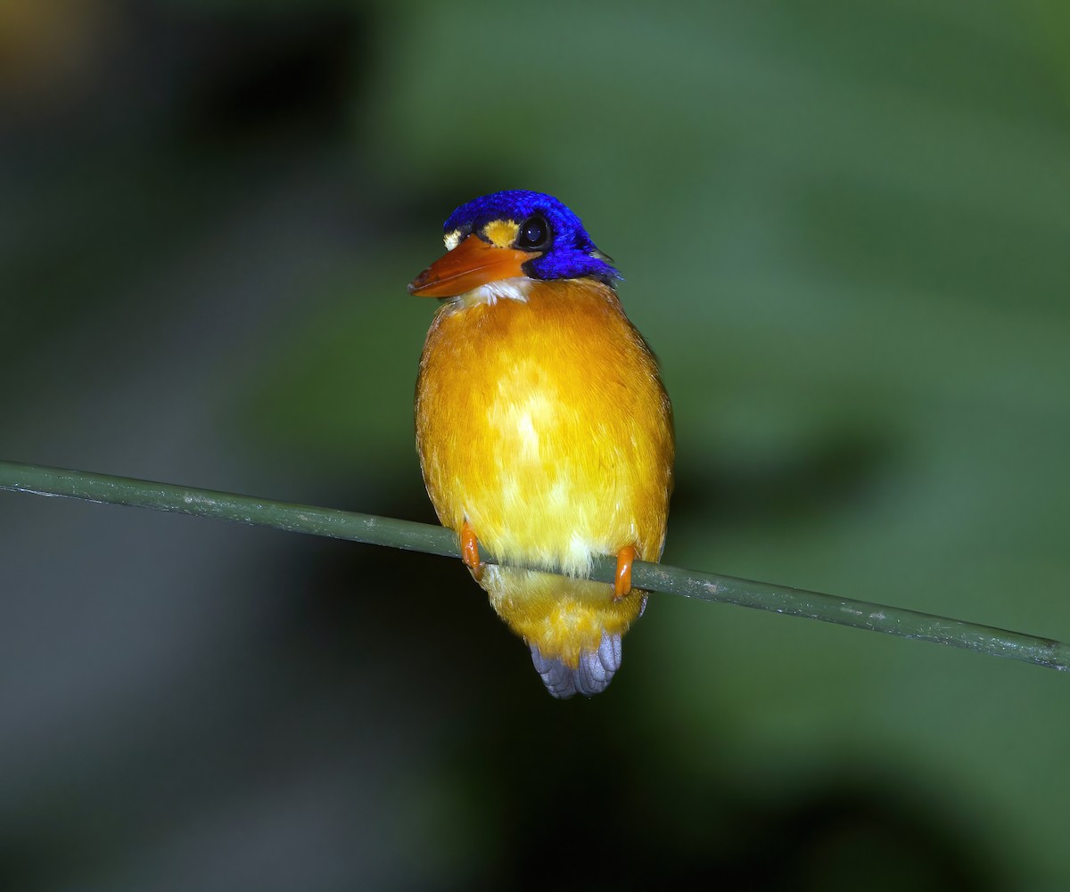 ledňáček seramský (ssp. uropygialis) - ML598048171