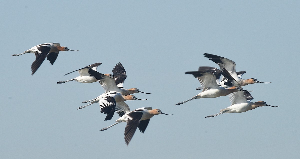 Avocette d'Amérique - ML598048381