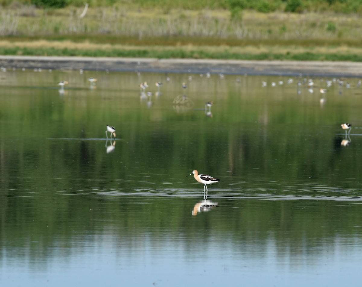 Avocette d'Amérique - ML598048391