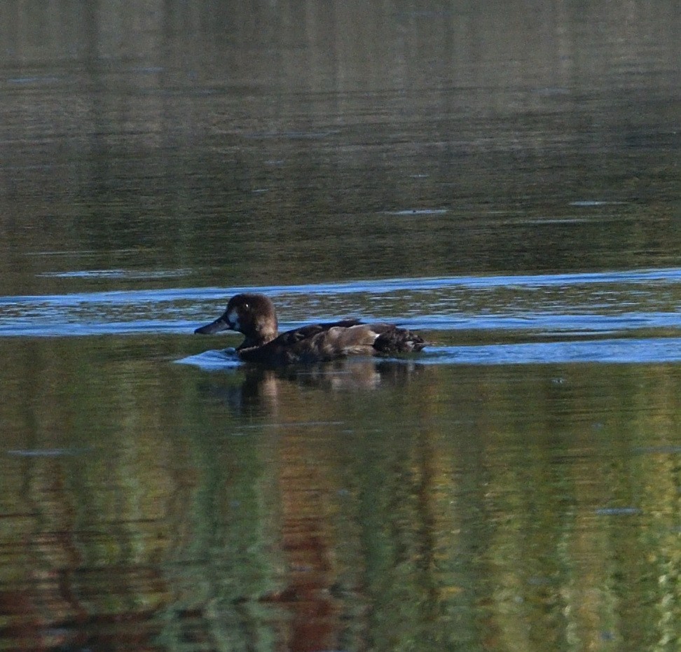 Lesser Scaup - ML598048481