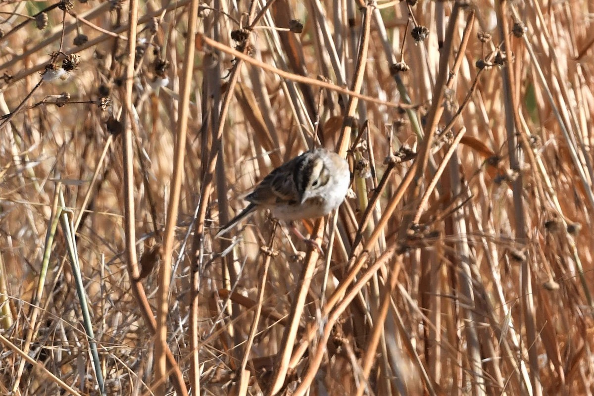 Lark Sparrow - ML598048531