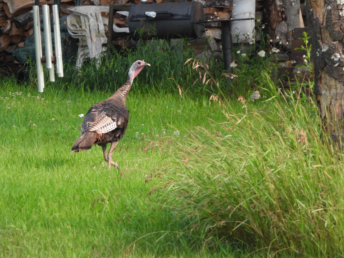 Wild Turkey - ML598048711