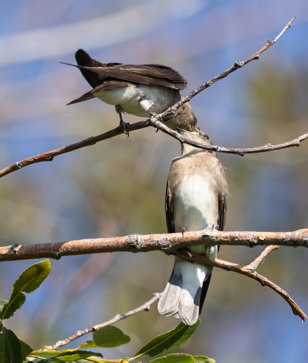 Northern Rough-winged Swallow - Caroline Lambert