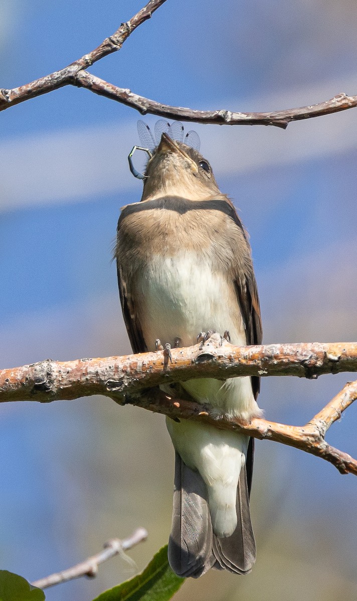 Northern Rough-winged Swallow - Caroline Lambert