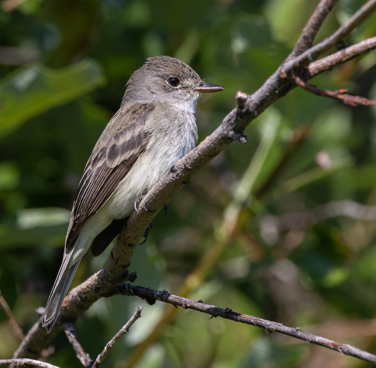 Alder/Willow Flycatcher (Traill's Flycatcher) - Caroline Lambert