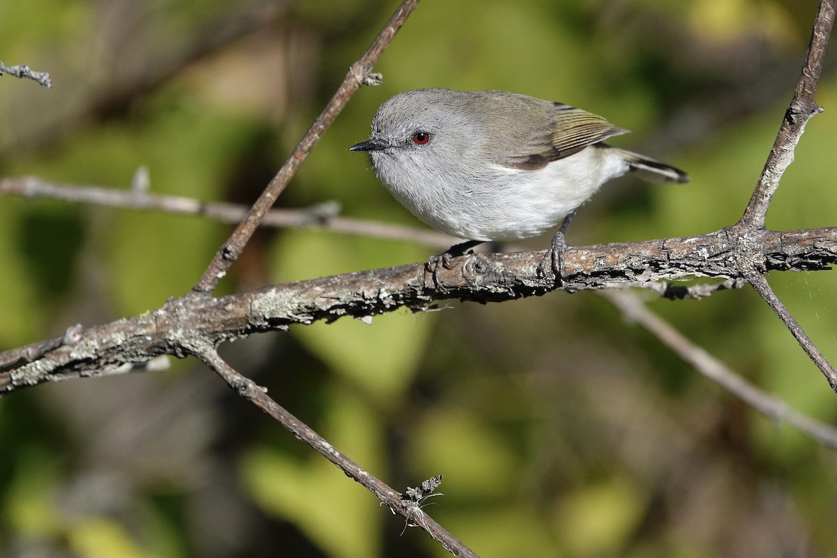 Gray Gerygone - Bill Cash