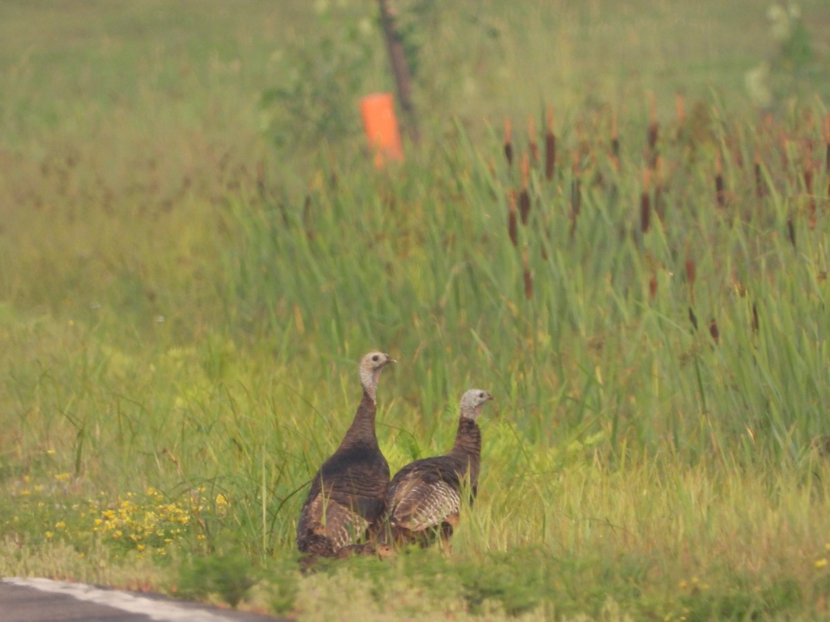 Wild Turkey - ML598049661