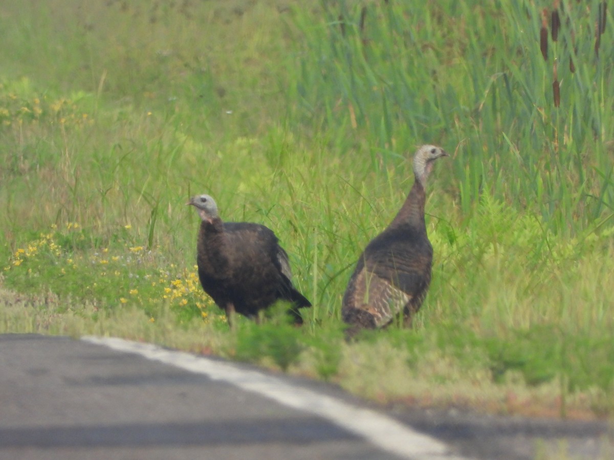 Wild Turkey - ML598049701