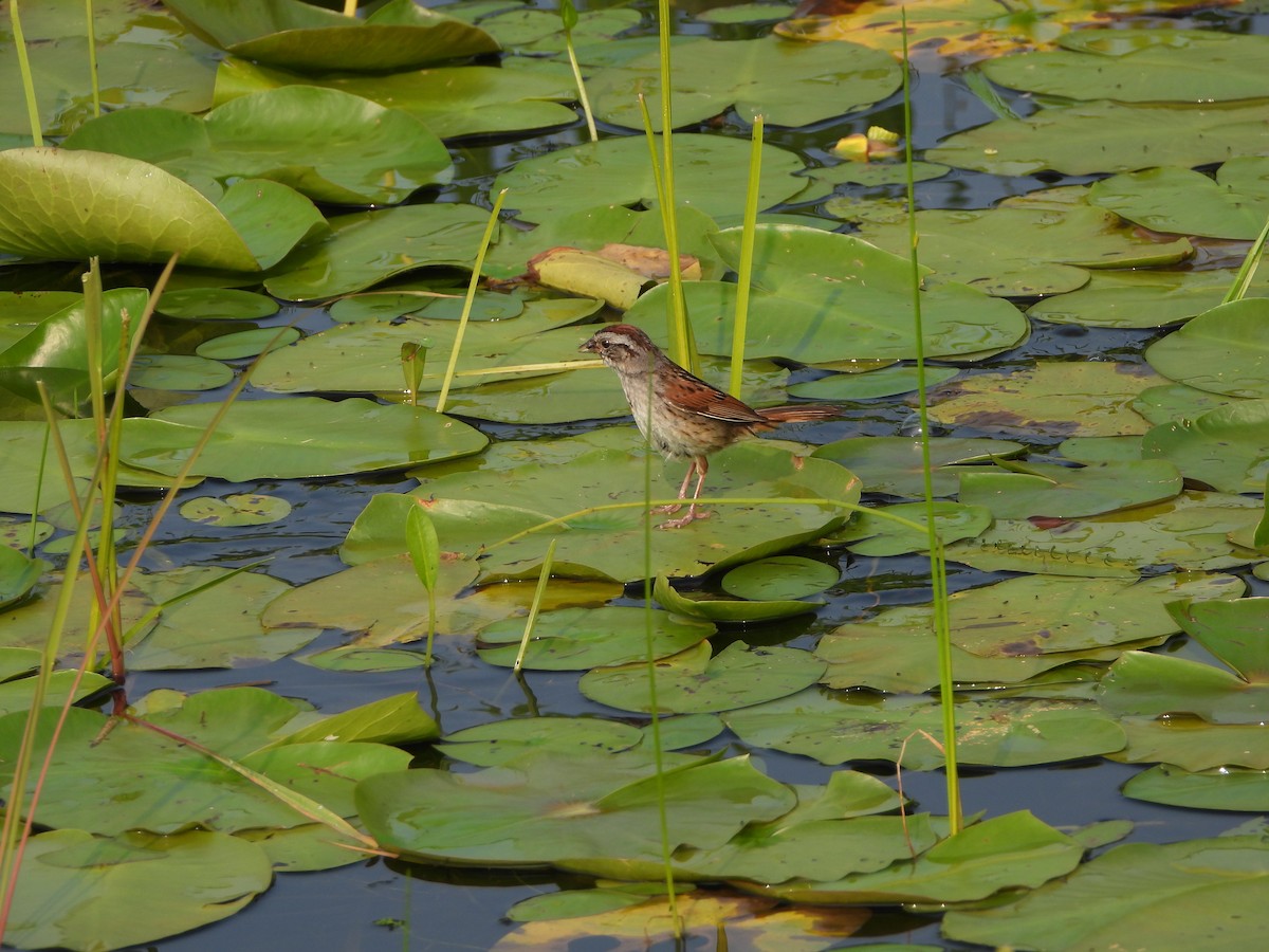 Swamp Sparrow - ML598049901